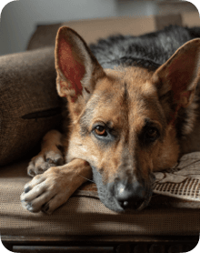 A dog resting on a couch, representing an everyday memory